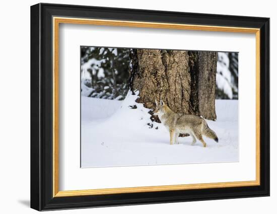 USA, Wyoming. Yellowstone National Park, coyote walks through the snow in winter.-Elizabeth Boehm-Framed Photographic Print