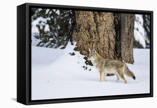 USA, Wyoming. Yellowstone National Park, coyote walks through the snow in winter.-Elizabeth Boehm-Framed Premier Image Canvas