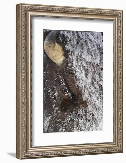 USA, Wyoming, Yellowstone National Park, Face of Cow Bison with Frost-Elizabeth Boehm-Framed Photographic Print