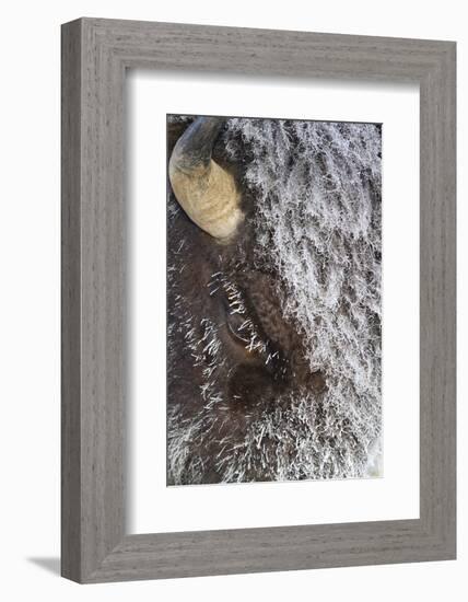 USA, Wyoming, Yellowstone National Park, Face of Cow Bison with Frost-Elizabeth Boehm-Framed Photographic Print