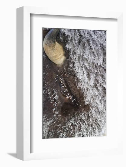 USA, Wyoming, Yellowstone National Park, Face of Cow Bison with Frost-Elizabeth Boehm-Framed Photographic Print