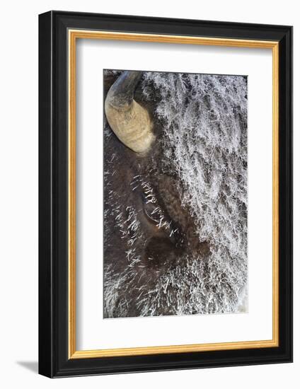 USA, Wyoming, Yellowstone National Park, Face of Cow Bison with Frost-Elizabeth Boehm-Framed Photographic Print