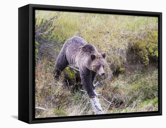 USA, Wyoming, Yellowstone National Park, Grizzly Bear Crossing Log-Elizabeth Boehm-Framed Premier Image Canvas