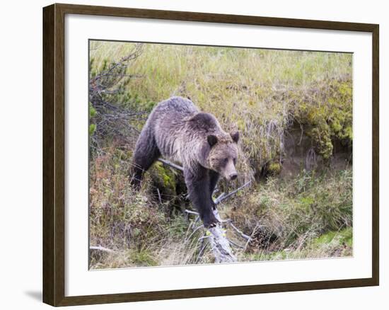 USA, Wyoming, Yellowstone National Park, Grizzly Bear Crossing Log-Elizabeth Boehm-Framed Photographic Print