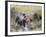 USA, Wyoming, Yellowstone National Park, Grizzly Bear Crossing Log-Elizabeth Boehm-Framed Photographic Print