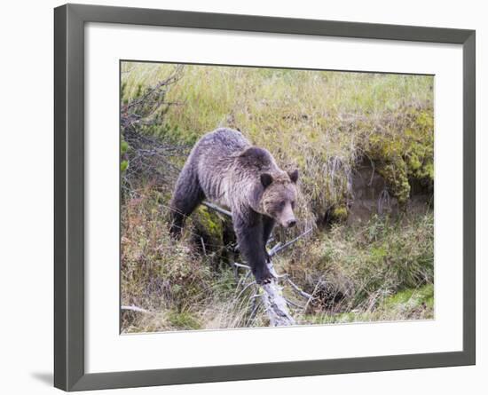USA, Wyoming, Yellowstone National Park, Grizzly Bear Crossing Log-Elizabeth Boehm-Framed Photographic Print