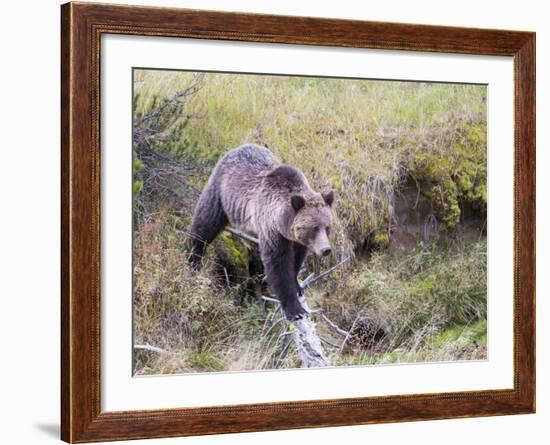 USA, Wyoming, Yellowstone National Park, Grizzly Bear Crossing Log-Elizabeth Boehm-Framed Photographic Print