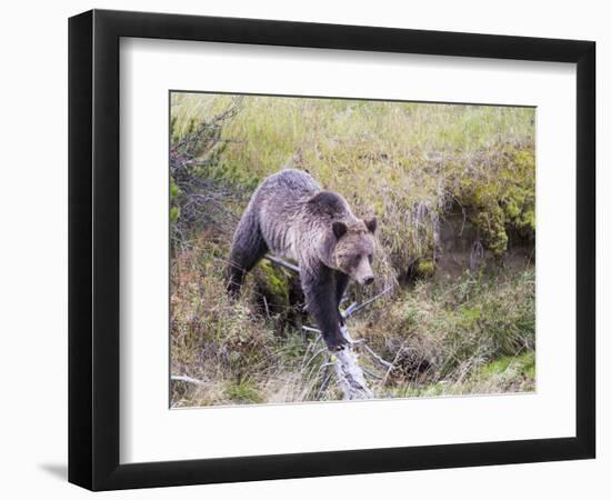 USA, Wyoming, Yellowstone National Park, Grizzly Bear Crossing Log-Elizabeth Boehm-Framed Photographic Print