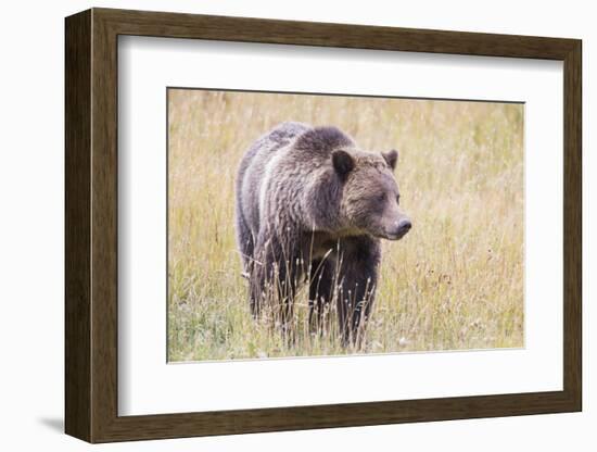 USA, Wyoming, Yellowstone National Park, Grizzly Bear Standing in Autumn Grasses-Elizabeth Boehm-Framed Photographic Print