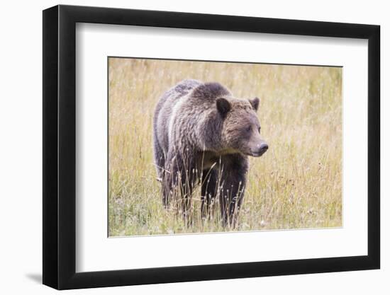 USA, Wyoming, Yellowstone National Park, Grizzly Bear Standing in Autumn Grasses-Elizabeth Boehm-Framed Photographic Print