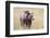 USA, Wyoming, Yellowstone National Park, Grizzly Bear Standing in Autumn Grasses-Elizabeth Boehm-Framed Photographic Print