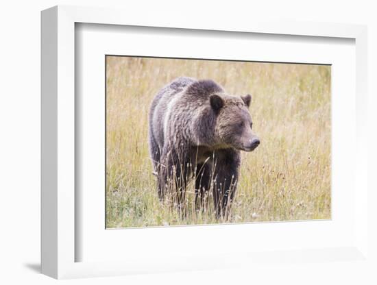 USA, Wyoming, Yellowstone National Park, Grizzly Bear Standing in Autumn Grasses-Elizabeth Boehm-Framed Photographic Print