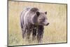 USA, Wyoming, Yellowstone National Park, Grizzly Bear Standing in Autumn Grasses-Elizabeth Boehm-Mounted Photographic Print