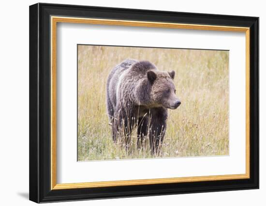 USA, Wyoming, Yellowstone National Park, Grizzly Bear Standing in Autumn Grasses-Elizabeth Boehm-Framed Photographic Print