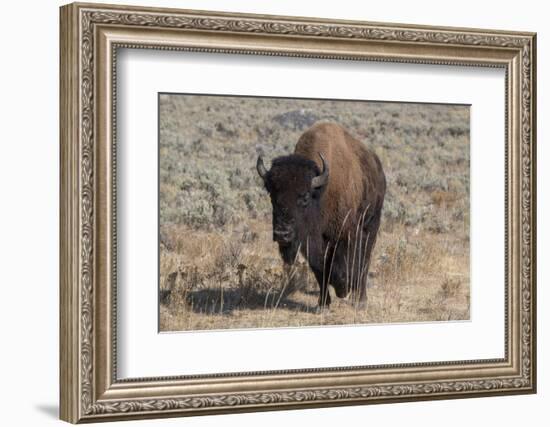 USA, Wyoming, Yellowstone National Park, Lamar Valley. American bison-Cindy Miller Hopkins-Framed Photographic Print