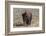 USA, Wyoming, Yellowstone National Park, Lamar Valley. American bison-Cindy Miller Hopkins-Framed Photographic Print