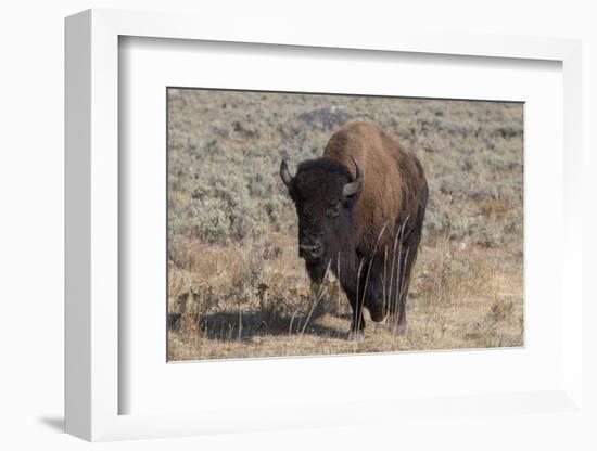 USA, Wyoming, Yellowstone National Park, Lamar Valley. American bison-Cindy Miller Hopkins-Framed Photographic Print