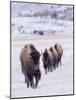 Usa, Wyoming, Yellowstone National Park. Lamar Valley, bison in field of snow.-Merrill Images-Mounted Photographic Print