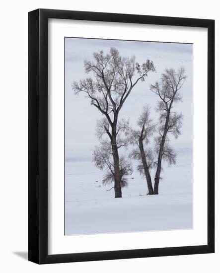 Usa, Wyoming, Yellowstone National Park. Lamar Valley, cottonwood trees in snow.-Merrill Images-Framed Photographic Print