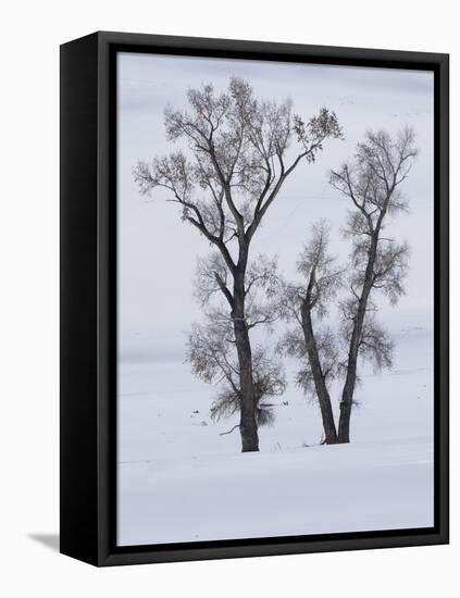 Usa, Wyoming, Yellowstone National Park. Lamar Valley, cottonwood trees in snow.-Merrill Images-Framed Premier Image Canvas