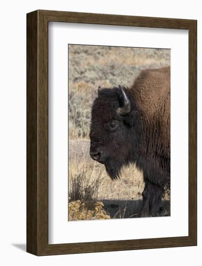 USA, Wyoming, Yellowstone National Park, Lamar Valley. Male American bison-Cindy Miller Hopkins-Framed Photographic Print