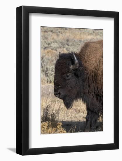 USA, Wyoming, Yellowstone National Park, Lamar Valley. Male American bison-Cindy Miller Hopkins-Framed Photographic Print