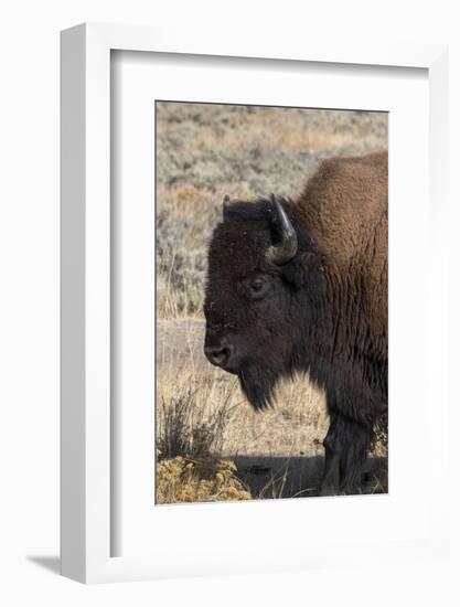 USA, Wyoming, Yellowstone National Park, Lamar Valley. Male American bison-Cindy Miller Hopkins-Framed Photographic Print