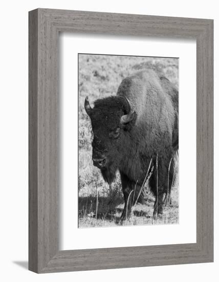 USA, Wyoming, Yellowstone National Park, Lamar Valley. Male American bison-Cindy Miller Hopkins-Framed Photographic Print