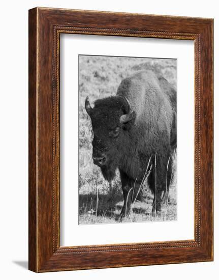 USA, Wyoming, Yellowstone National Park, Lamar Valley. Male American bison-Cindy Miller Hopkins-Framed Photographic Print