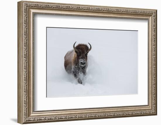 USA, Wyoming, Yellowstone National Park. Lone bull bison running in deep snow-Cindy Miller Hopkins-Framed Photographic Print