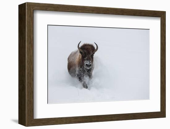 USA, Wyoming, Yellowstone National Park. Lone bull bison running in deep snow-Cindy Miller Hopkins-Framed Photographic Print