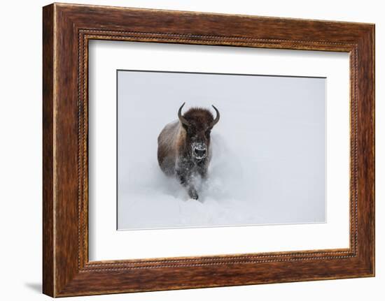 USA, Wyoming, Yellowstone National Park. Lone bull bison running in deep snow-Cindy Miller Hopkins-Framed Photographic Print