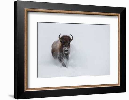 USA, Wyoming, Yellowstone National Park. Lone bull bison running in deep snow-Cindy Miller Hopkins-Framed Photographic Print