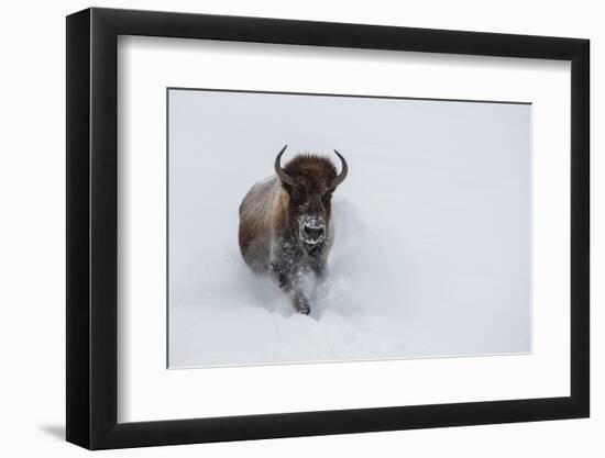 USA, Wyoming, Yellowstone National Park. Lone bull bison running in deep snow-Cindy Miller Hopkins-Framed Photographic Print