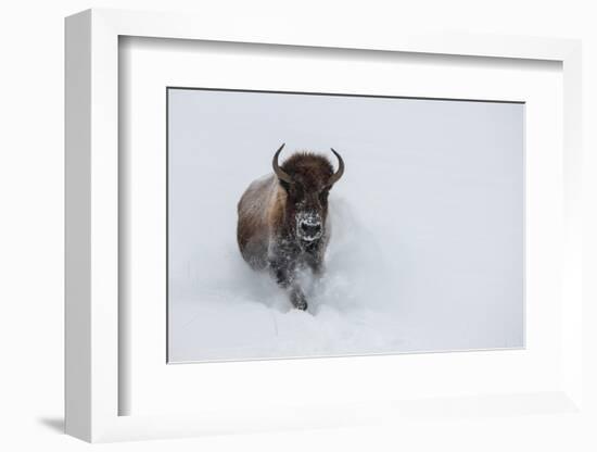 USA, Wyoming, Yellowstone National Park. Lone bull bison running in deep snow-Cindy Miller Hopkins-Framed Photographic Print