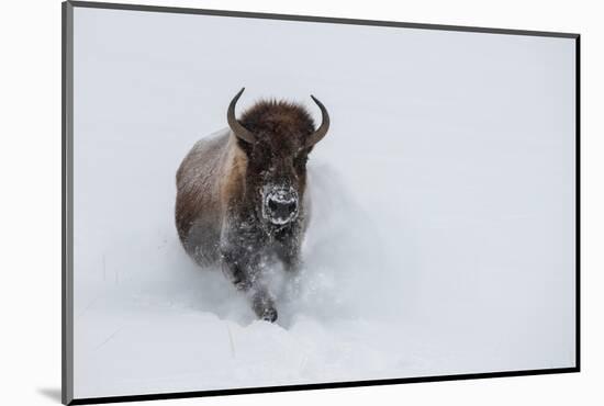 USA, Wyoming, Yellowstone National Park. Lone bull bison running in deep snow-Cindy Miller Hopkins-Mounted Photographic Print