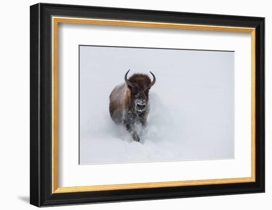 USA, Wyoming, Yellowstone National Park. Lone bull bison running in deep snow-Cindy Miller Hopkins-Framed Photographic Print