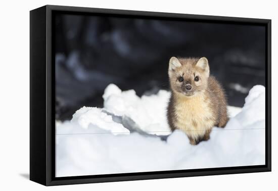 USA, Wyoming, Yellowstone National Park, Pine Marten in Snow-Elizabeth Boehm-Framed Premier Image Canvas