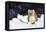 USA, Wyoming, Yellowstone National Park, Pine Marten in Snow-Elizabeth Boehm-Framed Premier Image Canvas