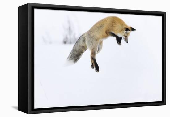 Usa, Wyoming, Yellowstone National Park. Red fox leaping to break through the snow to get a rodent.-Ellen Goff-Framed Premier Image Canvas