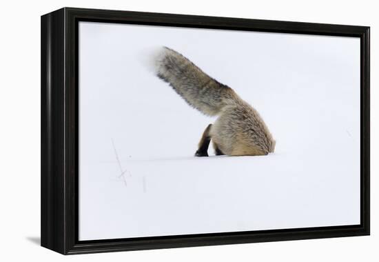 Usa, Wyoming, Yellowstone National Park. Red fox leaping to break through the snow to get a rodent.-Ellen Goff-Framed Premier Image Canvas