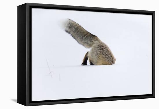 Usa, Wyoming, Yellowstone National Park. Red fox leaping to break through the snow to get a rodent.-Ellen Goff-Framed Premier Image Canvas