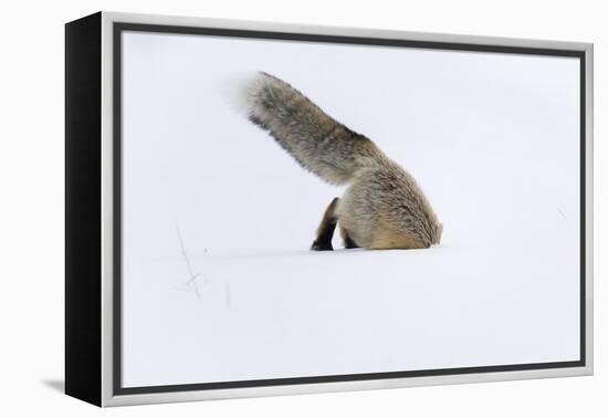 Usa, Wyoming, Yellowstone National Park. Red fox leaping to break through the snow to get a rodent.-Ellen Goff-Framed Premier Image Canvas