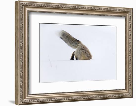 Usa, Wyoming, Yellowstone National Park. Red fox leaping to break through the snow to get a rodent.-Ellen Goff-Framed Photographic Print