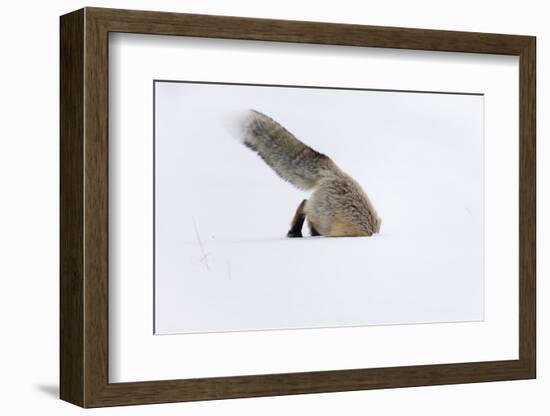 Usa, Wyoming, Yellowstone National Park. Red fox leaping to break through the snow to get a rodent.-Ellen Goff-Framed Photographic Print