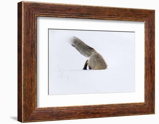 Usa, Wyoming, Yellowstone National Park. Red fox leaping to break through the snow to get a rodent.-Ellen Goff-Framed Photographic Print