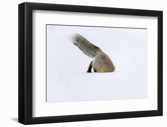 Usa, Wyoming, Yellowstone National Park. Red fox leaping to break through the snow to get a rodent.-Ellen Goff-Framed Photographic Print