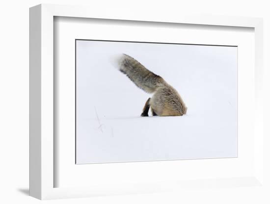 Usa, Wyoming, Yellowstone National Park. Red fox leaping to break through the snow to get a rodent.-Ellen Goff-Framed Photographic Print