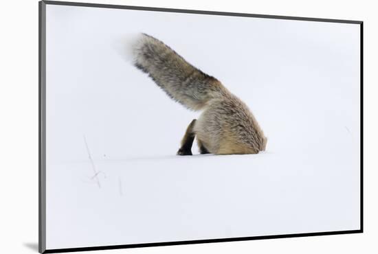 Usa, Wyoming, Yellowstone National Park. Red fox leaping to break through the snow to get a rodent.-Ellen Goff-Mounted Photographic Print