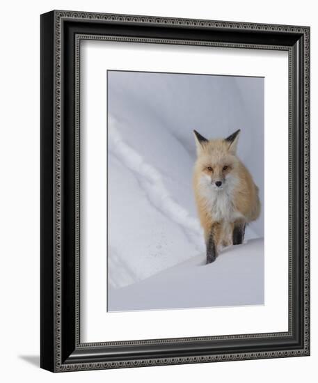 Usa, Wyoming, Yellowstone National Park. Red Fox.-Merrill Images-Framed Photographic Print